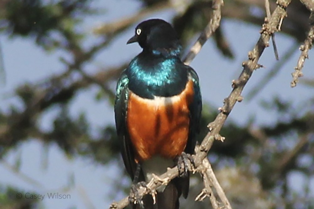 Superb Starling (1)
