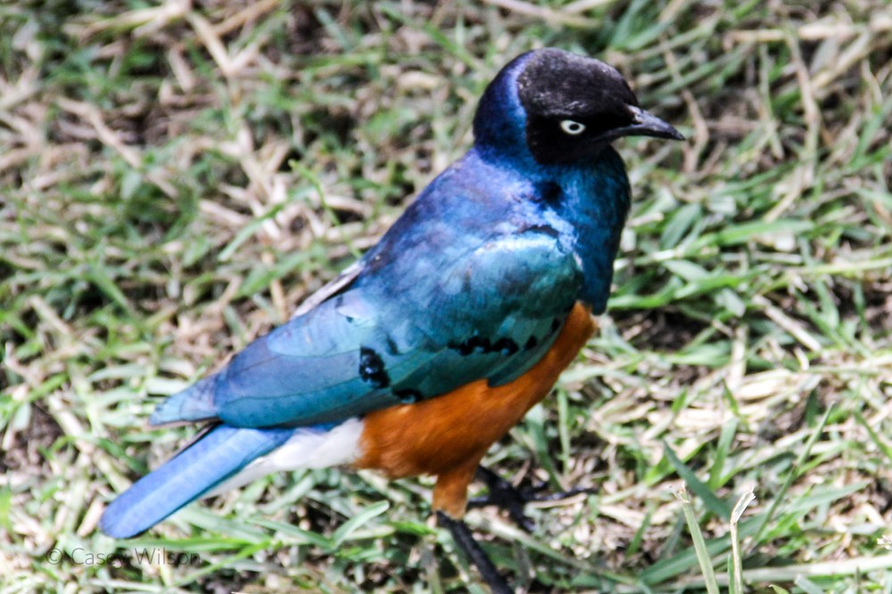 Superb Starling (2)