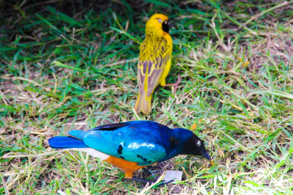 Superb Starling with Speke's Weaver