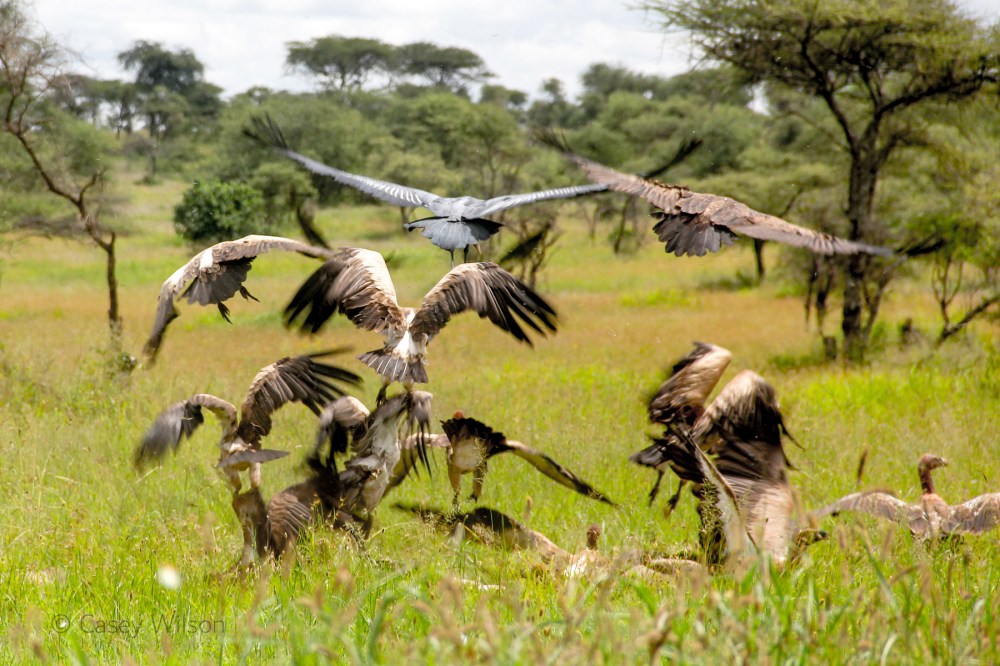 Wake of Vultures (2)