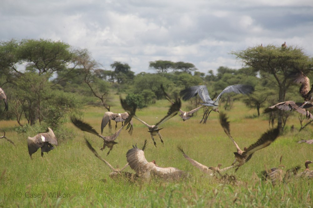 Wake of Vultures (3)