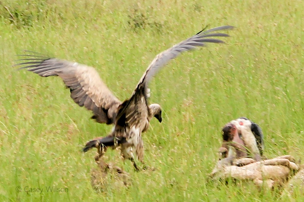 Wake of Vultures (5)