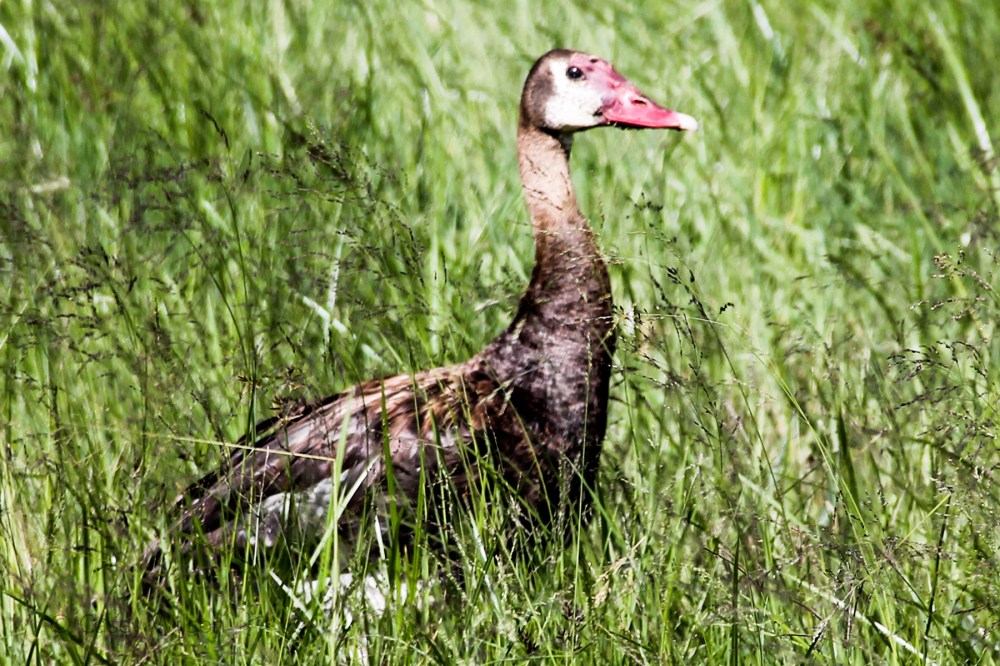 White-faced Whistling Duck