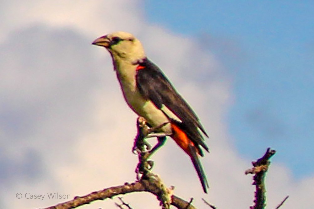 Whitge-headed Buffalo Weaver