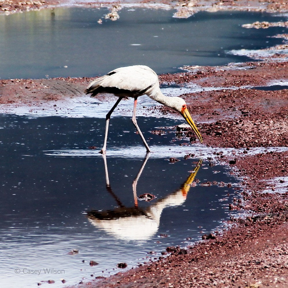 Yellow-billed Stork (2)