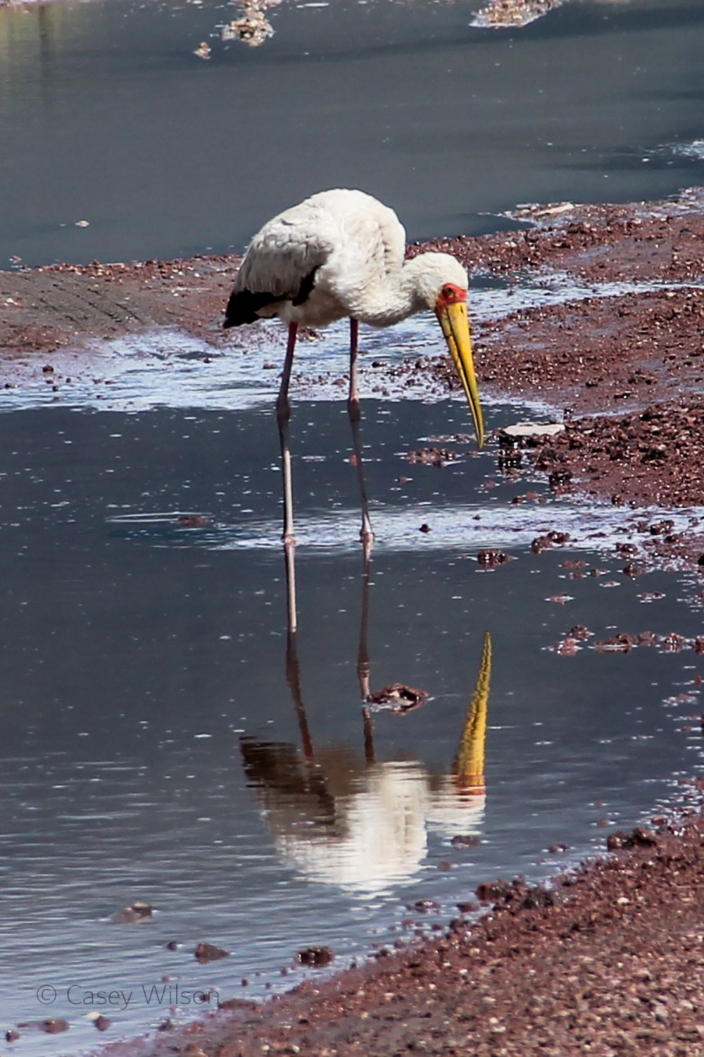 Yellow-billed Stork (3)