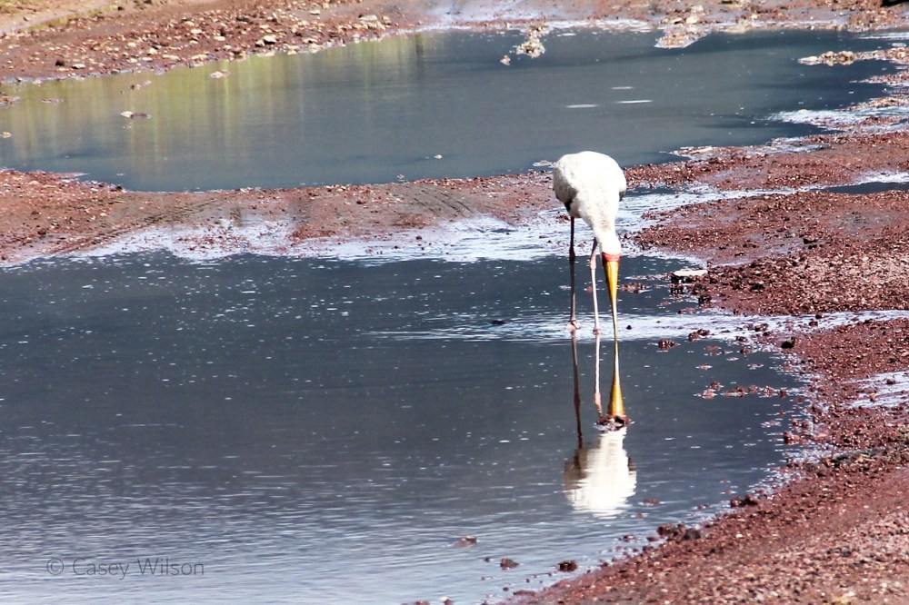 Yellow-billed Stork (4)