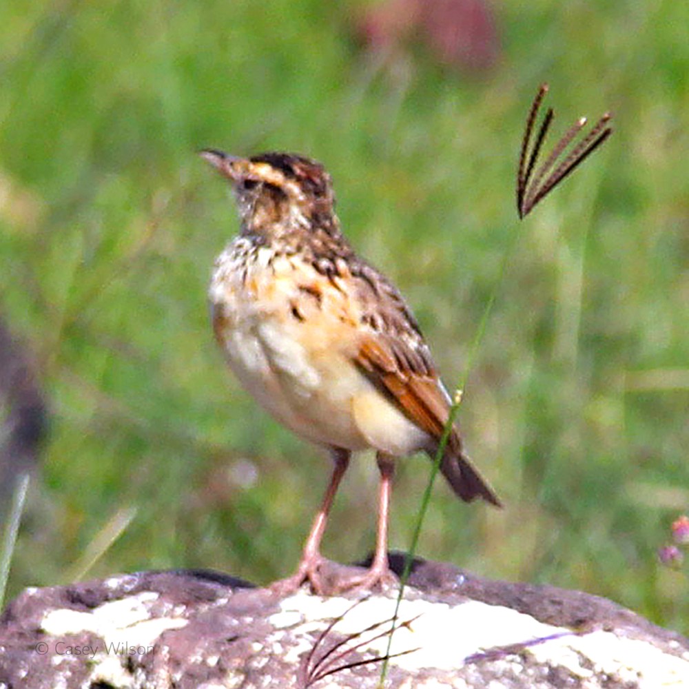 Yellow-rumped Seedeater