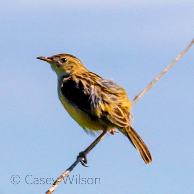 Zitting Cisticola